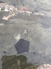 Patiriella regularis
