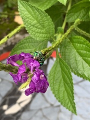 Euglossa