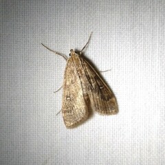 Parapoynx stratiotata