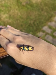 Chrysaeglia magnifica