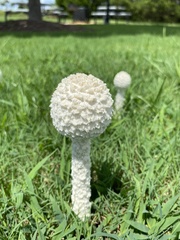 Saproamanita