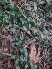 Trachelospermum asiaticum