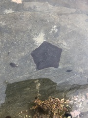 Patiriella regularis