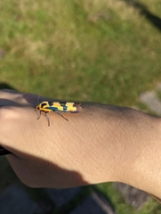 Chrysaeglia magnifica