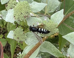 Bicyrtes quadrifasciatus