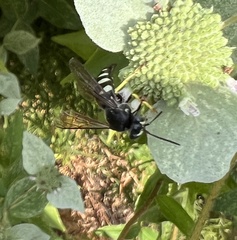 Bicyrtes quadrifasciatus