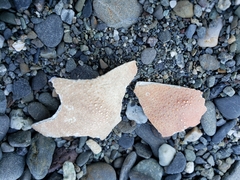 Metacarcinus magister