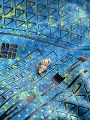 Ilyanassa trivittata