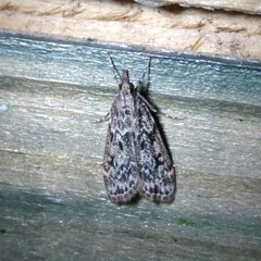 Eudonia truncicolella