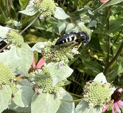 Bicyrtes quadrifasciatus
