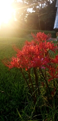 Lycoris radiata