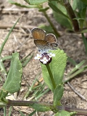 Brephidium exilis exilis