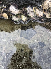 Patiriella regularis