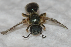 Lasioglossum bruneri