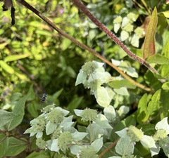 Bicyrtes quadrifasciatus