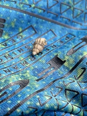 Ilyanassa trivittata