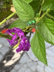 Euglossa