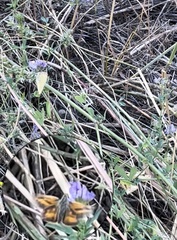 Ochlodes sylvanoides