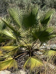 Washingtonia filifera