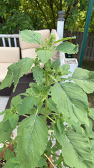 Amaranthus retroflexus