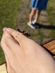 Chrysaeglia magnifica