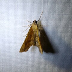 Camptogramma bilineata