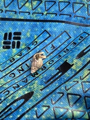 Ilyanassa trivittata