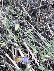 Ochlodes sylvanoides