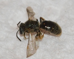 Lasioglossum bruneri