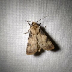 Agrotis puta