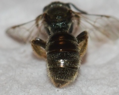 Lasioglossum bruneri