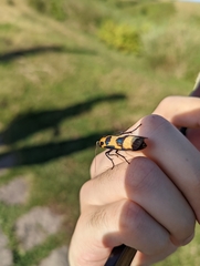 Chrysaeglia magnifica