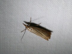Chrysoteuchia culmella