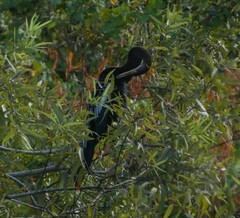 Anhinga anhinga