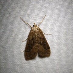 Parapoynx stratiotata