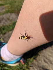 Chrysaeglia magnifica