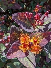 Hypericum inodorum