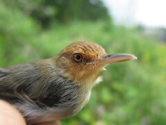 Prinia molleri