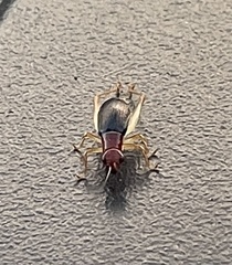 Phyllopalpus pulchellus