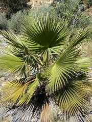 Washingtonia filifera
