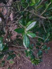 Ilex cornuta
