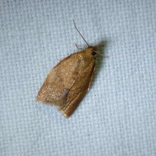 Privet Tortrix, 9351 Leek, Nederland, photo 5 of 10
