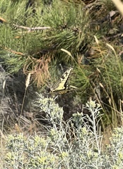 Papilio machaon oregonius