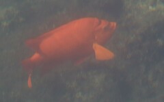 Hypsypops rubicundus