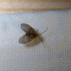 Trichomyia urbica