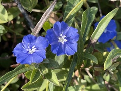 Evolvulus glomeratus