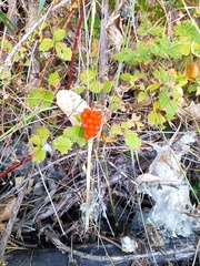 Arum maculatum