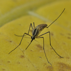 Ochlerotatus