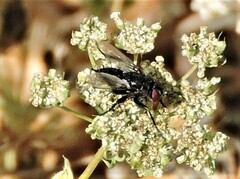 Leucostomatini