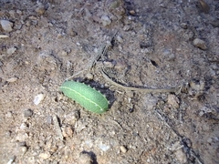 Limacodidae